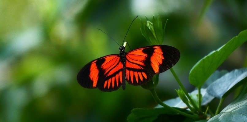 eat healthy and feel light as a butterfly_